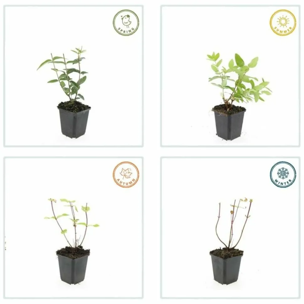 LA GREEN TOUCH - Millepertuis inodore x20 – entre 1,25 et 1,67m2