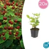 LA GREEN TOUCH - Millepertuis inodore 'beauty' x20 – entre 1,25 et 1,67m2