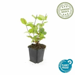 LA GREEN TOUCH - Millepertuis inodore 'beauty' x20 – entre 1,25 et 1,67m2