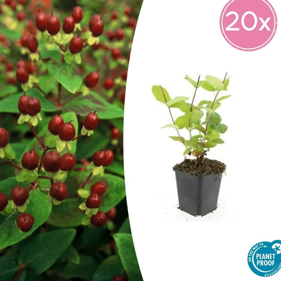LA GREEN TOUCH - Millepertuis inodore 'beauty' x20 – entre 1,25 et 1,67m2
