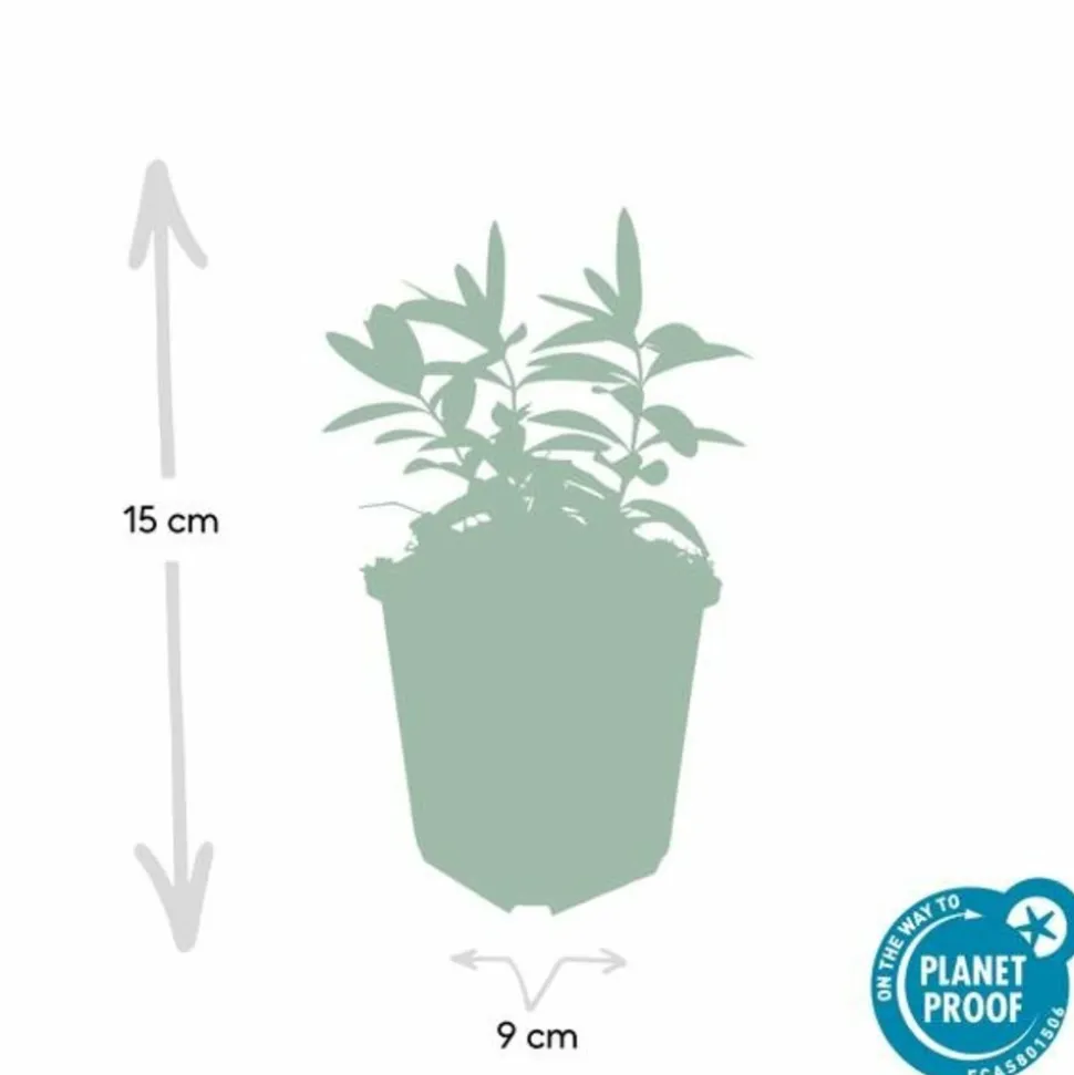 LA GREEN TOUCH - Millepertuis à grandes fleurs x40 – entre 2,5 et 3,33m2