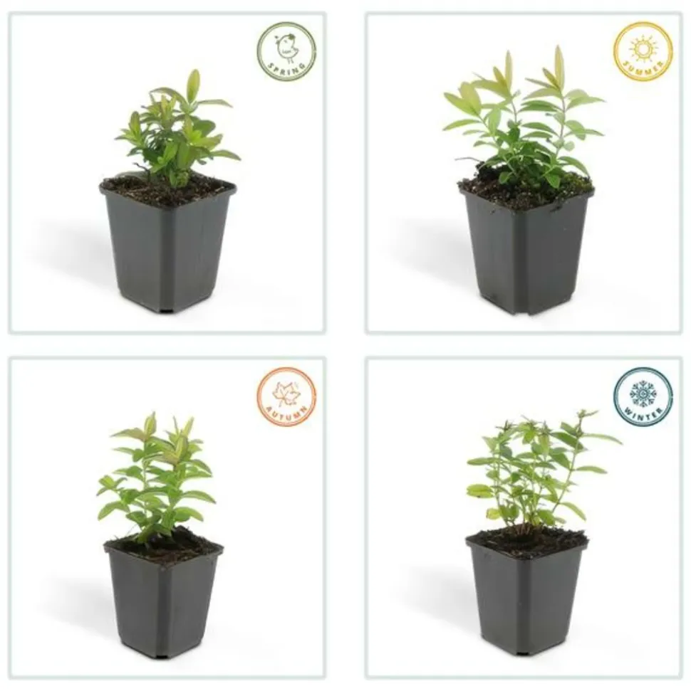 LA GREEN TOUCH - Millepertuis à grandes fleurs x40 – entre 2,5 et 3,33m2