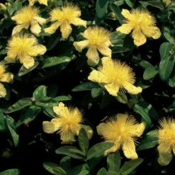 LA GREEN TOUCH - Millepertuis à grandes fleurs x40 – entre 2,5 et 3,33m2
