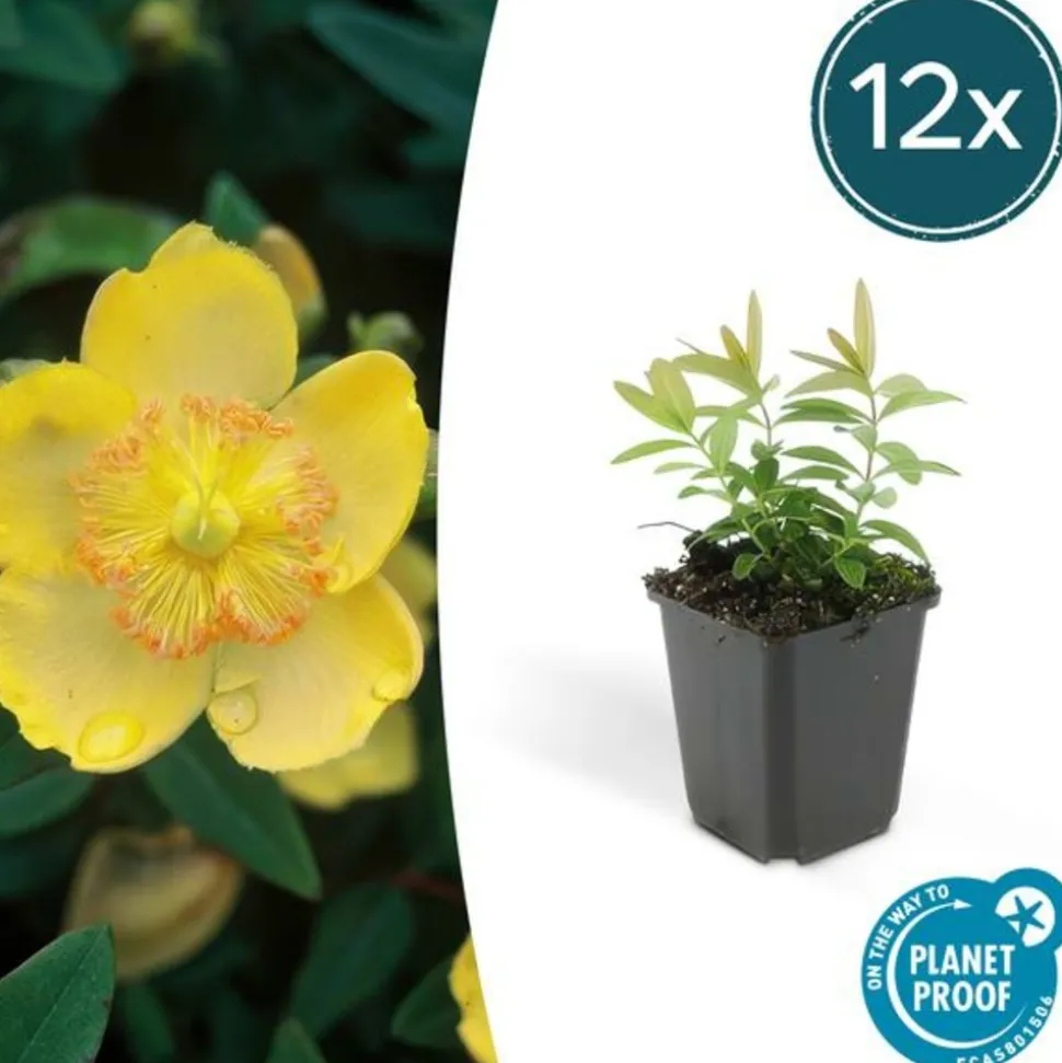 LA GREEN TOUCH - Millepertuis à grandes fleurs x40 – entre 2,5 et 3,33m2