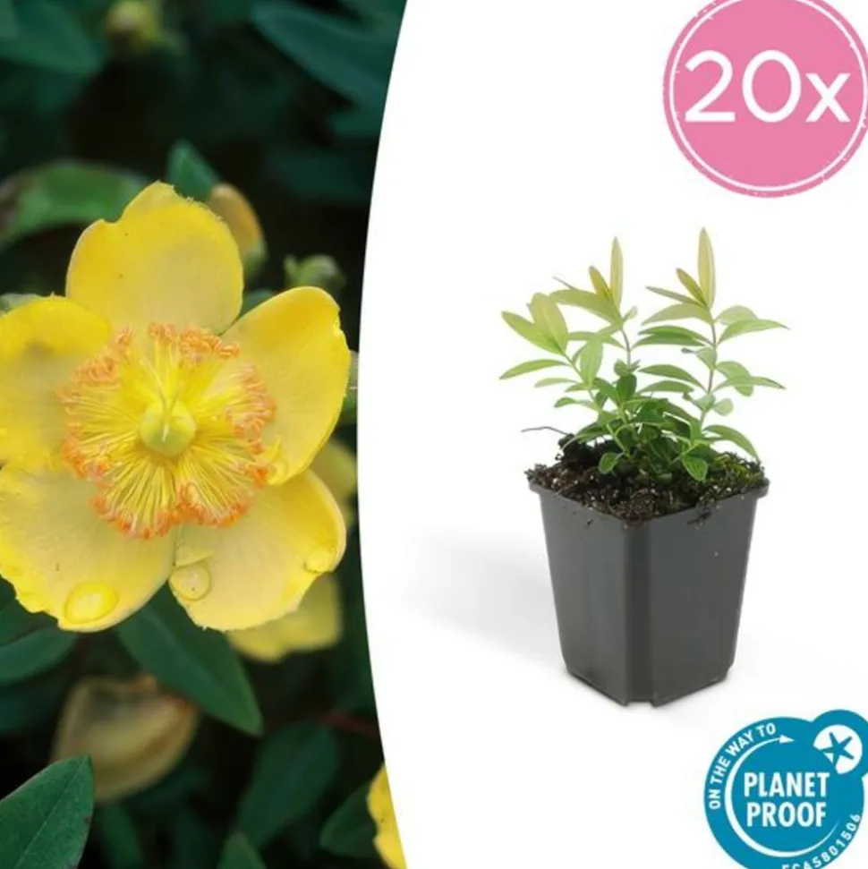 LA GREEN TOUCH - Millepertuis à grandes fleurs x40 – entre 2,5 et 3,33m2
