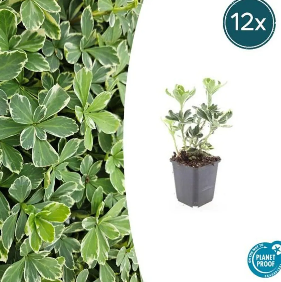 LA GREEN TOUCH - Millepertuis inodore 'annebel' x12 – entre 0,75 et 1m2