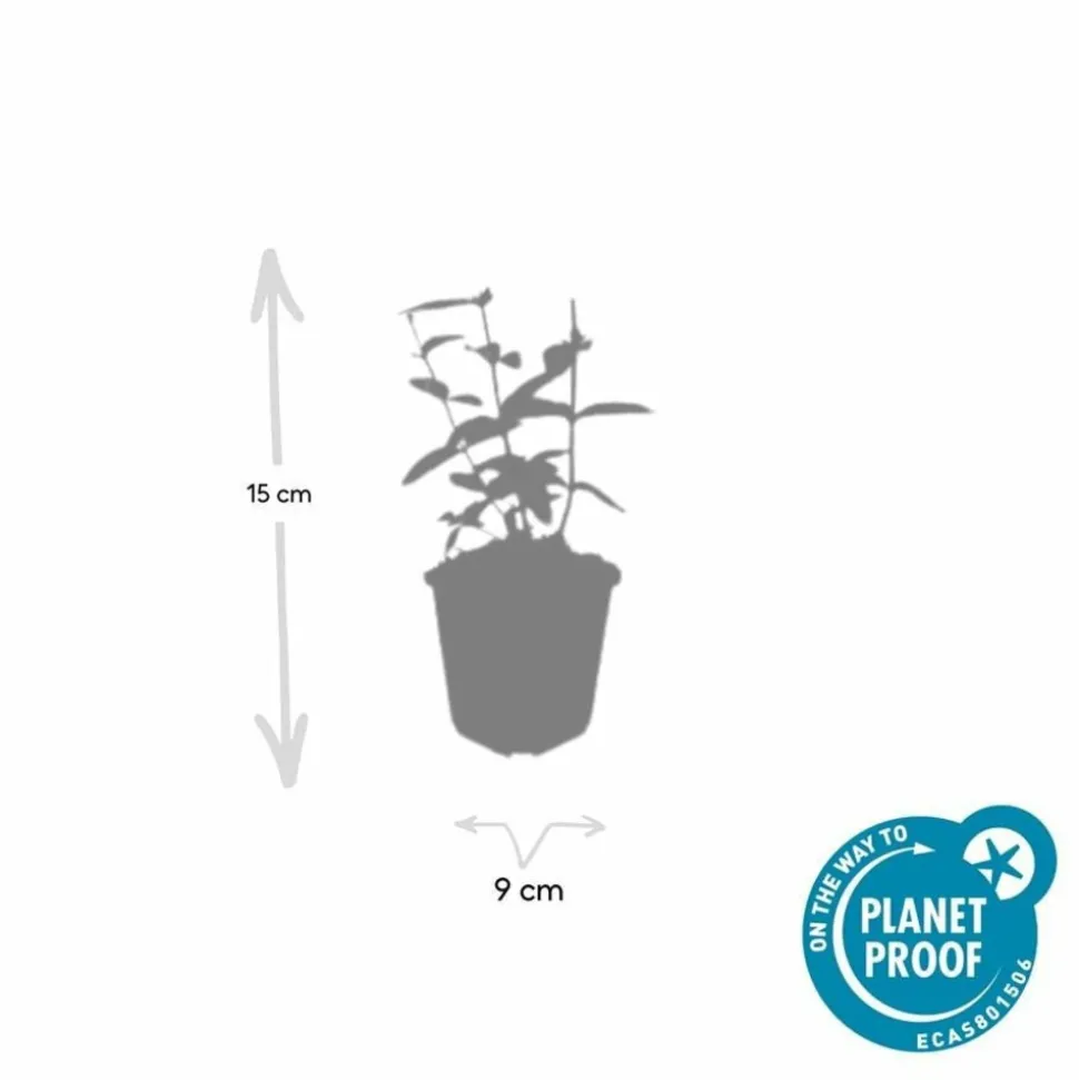 LA GREEN TOUCH - Millepertuis inodore 'annebel' x12 – entre 0,75 et 1m2