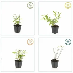 LA GREEN TOUCH - Millepertuis inodore 'annebel' x12 – entre 0,75 et 1m2