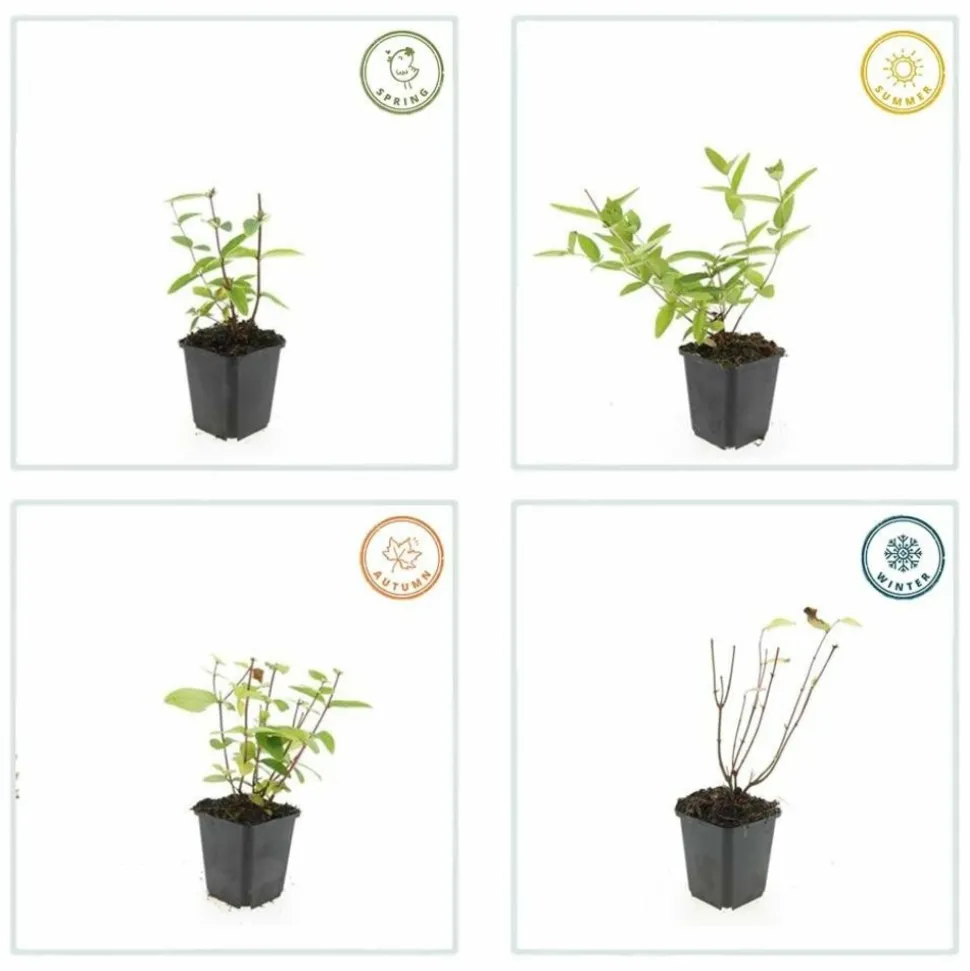 LA GREEN TOUCH - Millepertuis inodore 'annebel' x12 – entre 0,75 et 1m2