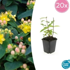 LA GREEN TOUCH - Millepertuis inodore 'annebel' x12 – entre 0,75 et 1m2