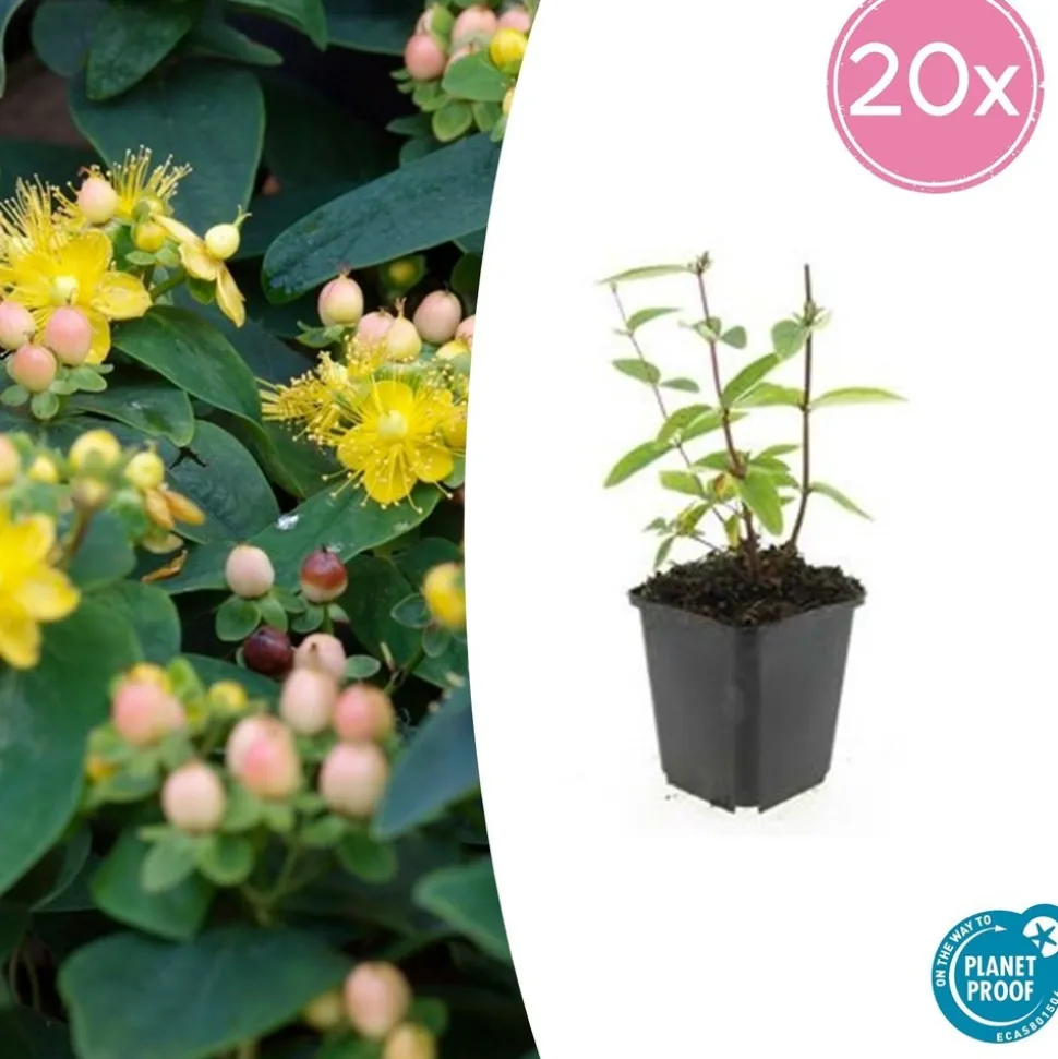 LA GREEN TOUCH - Millepertuis inodore 'annebel' x12 – entre 0,75 et 1m2
