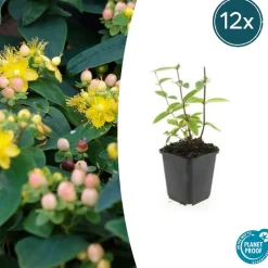 LA GREEN TOUCH - Millepertuis inodore 'annebel' x6 – entre 0,38 et 0,5m2