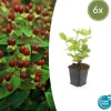 LA GREEN TOUCH - Millepertuis inodore 'beauty' x6 – entre 0,38 et 0,5m2