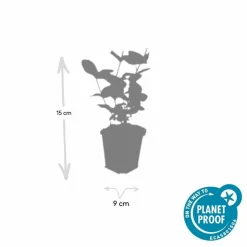 LA GREEN TOUCH - Millepertuis inodore 'beauty' x6 – entre 0,38 et 0,5m2