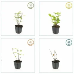 LA GREEN TOUCH - Millepertuis inodore 'beauty' x6 – entre 0,38 et 0,5m2