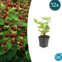 LA GREEN TOUCH - Millepertuis inodore 'beauty' x6 – entre 0,38 et 0,5m2