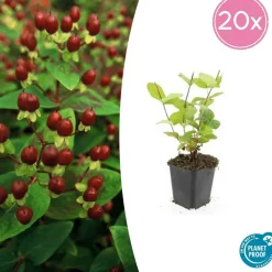 LA GREEN TOUCH - Millepertuis inodore 'beauty' x6 – entre 0,38 et 0,5m2