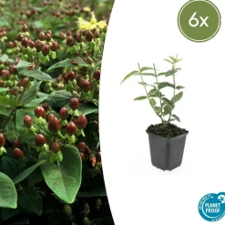 LA GREEN TOUCH - Millepertuis 'rheingold' x6 – entre 0,38 et 0,5m2