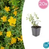LA GREEN TOUCH - Millepertuis 'peter dummer' x20 – entre 1,25 et 1,67m2