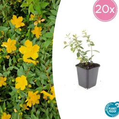 LA GREEN TOUCH - Millepertuis 'peter dummer' x20 – entre 1,25 et 1,67m2