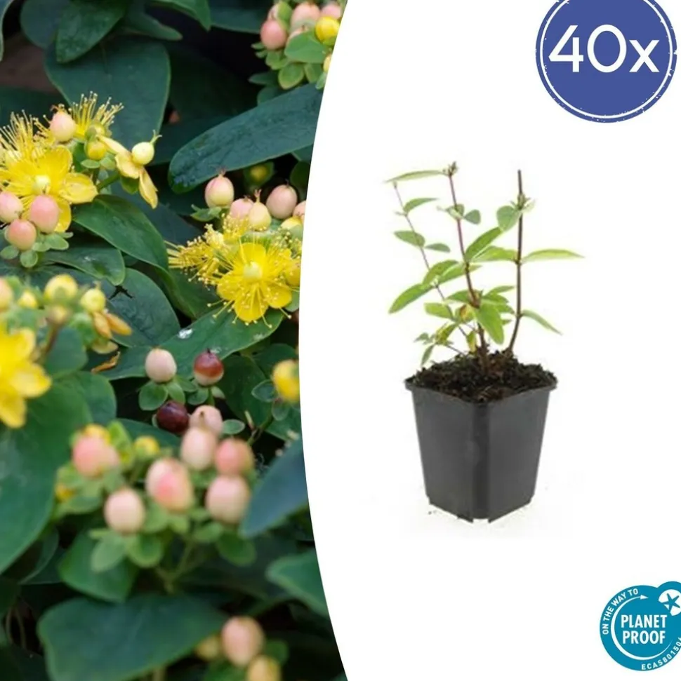 LA GREEN TOUCH - Millepertuis inodore 'annebel' x40 – entre 2,5 et 3,33m2