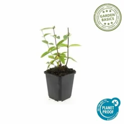 LA GREEN TOUCH - Millepertuis inodore 'annebel' x40 – entre 2,5 et 3,33m2