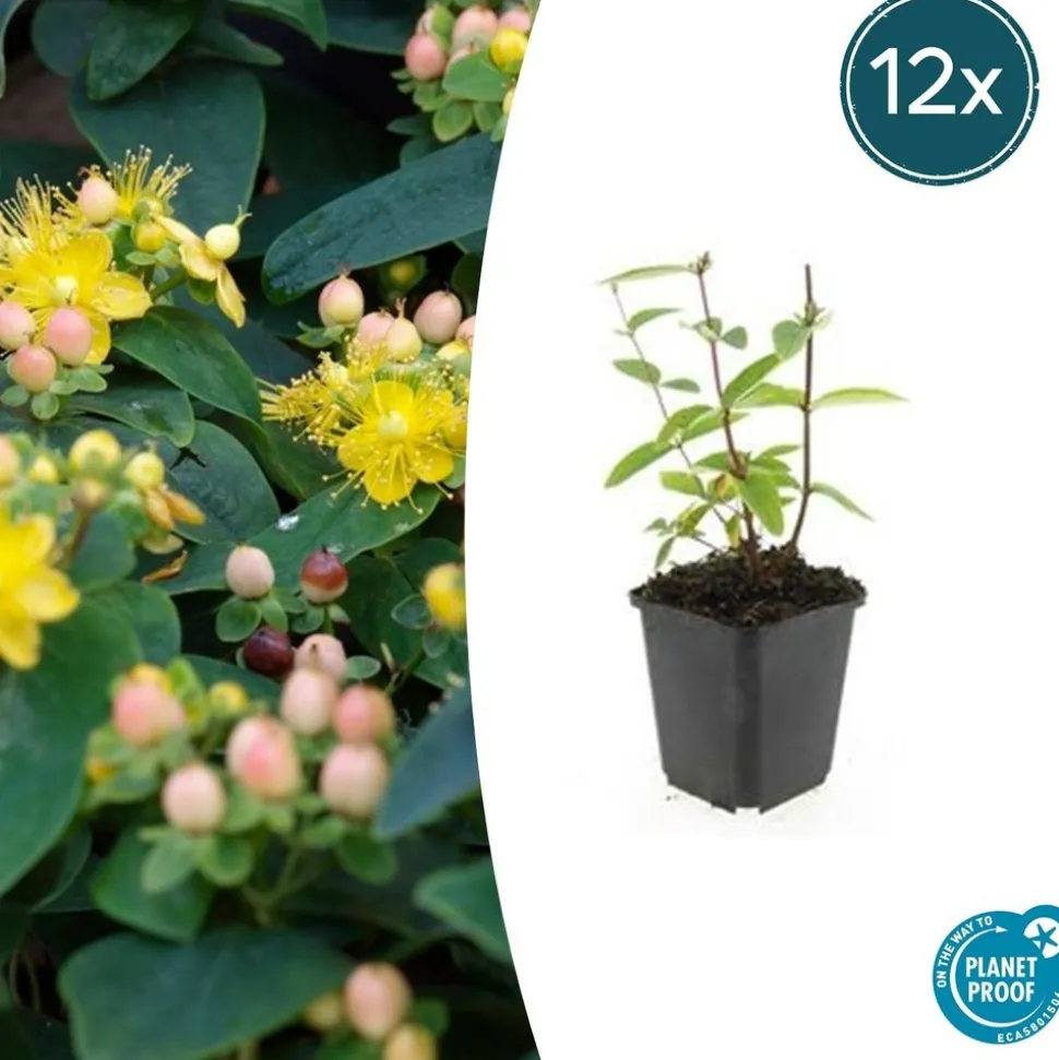 LA GREEN TOUCH - Millepertuis inodore 'annebel' x40 – entre 2,5 et 3,33m2