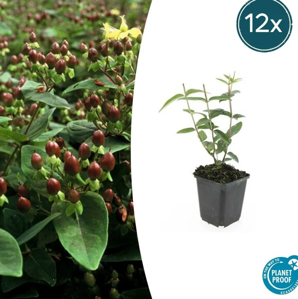 LA GREEN TOUCH - Millepertuis inodore x60 – entre 3,75 et 5m2