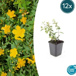 LA GREEN TOUCH - Millepertuis 'peter dummer' x12 – entre 0,75 et 1m2