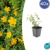 LA GREEN TOUCH - Millepertuis 'peter dummer' x40 – entre 2,5 et 3,33m2