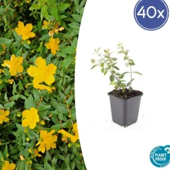 LA GREEN TOUCH - Millepertuis 'peter dummer' x40 – entre 2,5 et 3,33m2