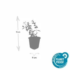 LA GREEN TOUCH - Millepertuis 'peter dummer' x40 – entre 2,5 et 3,33m2