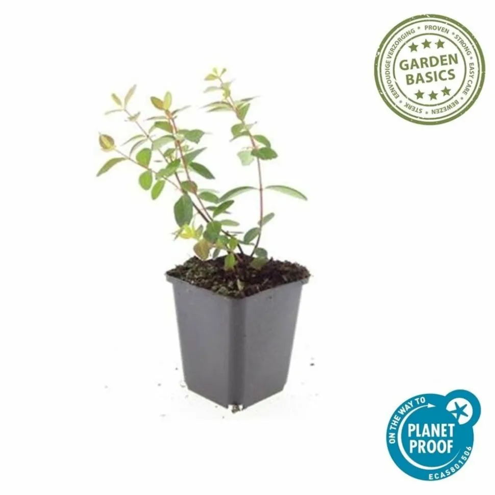 LA GREEN TOUCH - Millepertuis 'peter dummer' x40 – entre 2,5 et 3,33m2