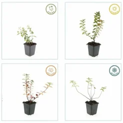 LA GREEN TOUCH - Millepertuis 'peter dummer' x40 – entre 2,5 et 3,33m2