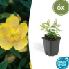 LA GREEN TOUCH - Millepertuis à grandes fleurs x6 – entre 0,38 et 0,5m2