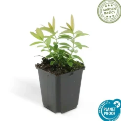 LA GREEN TOUCH - Millepertuis à grandes fleurs x6 – entre 0,38 et 0,5m2