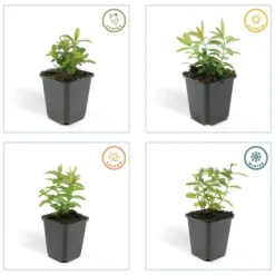 LA GREEN TOUCH - Millepertuis à grandes fleurs x6 – entre 0,38 et 0,5m2