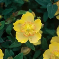 LA GREEN TOUCH - Millepertuis à grandes fleurs x6 – entre 0,38 et 0,5m2