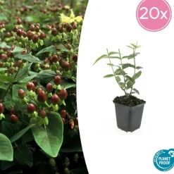 LA GREEN TOUCH - Millepertuis 'rheingold' x20 – entre 1,25 et 1,67m2