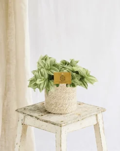 LA GREEN TOUCH - Misère tradescantia brightness 20cm - plante d'intérieur