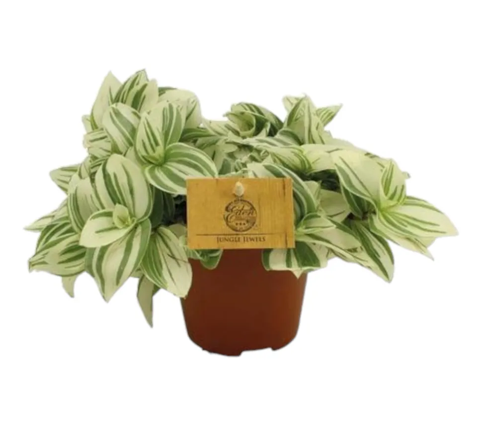 LA GREEN TOUCH - Misère tradescantia brightness 20cm - plante d'intérieur