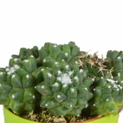 LA GREEN TOUCH - Mix de 5 cactus et leurs caches-pots colorés h16cm