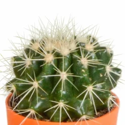 LA GREEN TOUCH - Mix de 5 cactus et leurs caches-pots colorés h16cm