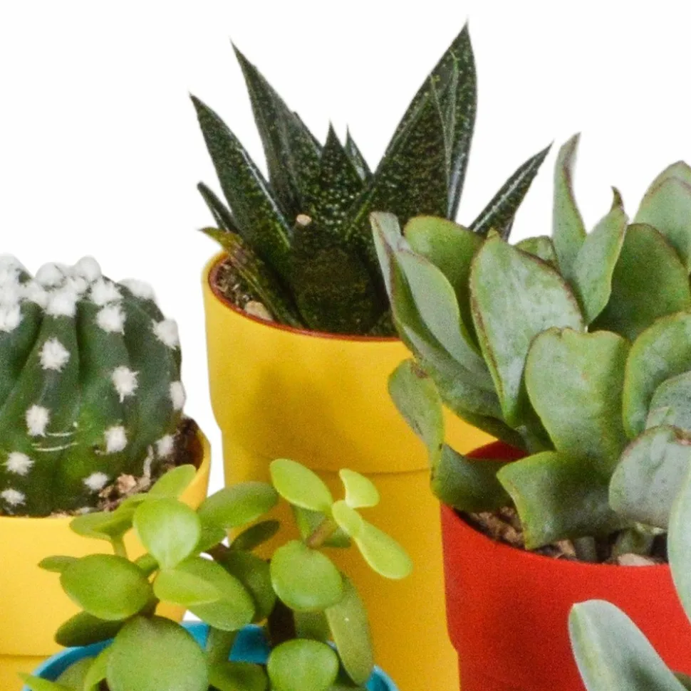 LA GREEN TOUCH - Mix de 15 cactus et succulentes et leurs caches-pots colorés h13cm