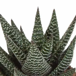 LA GREEN TOUCH - Mix de 3 gasteria et haworthia h18cm