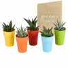 LA GREEN TOUCH - Mix de 5 gasteria et haworthia h16cm