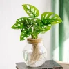 LA GREEN TOUCH - Monstera adansonii en hydroculture 25cm - plante d'intérieur