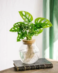 LA GREEN TOUCH - Monstera adansonii en hydroculture 25cm - plante d'intérieur