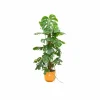 LA GREEN TOUCH - Monstera pertusum 120cm et son pot jaune - hauteur 120cm