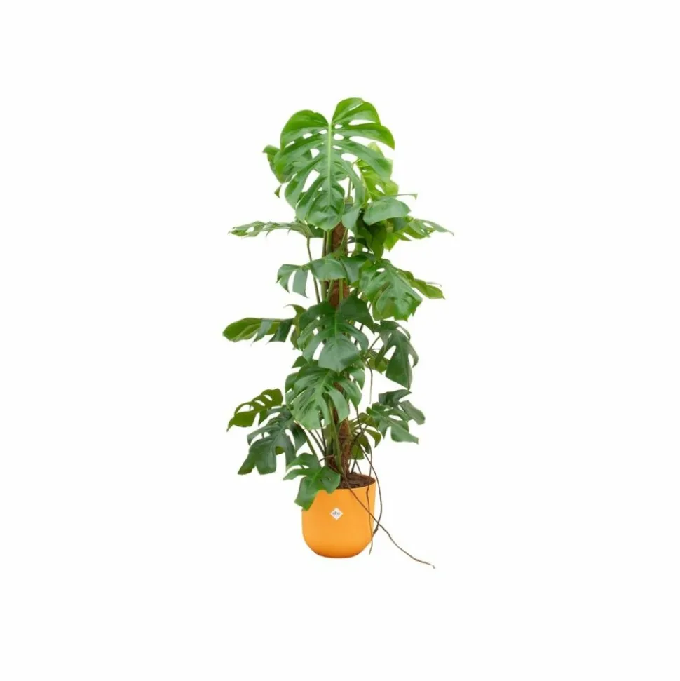 LA GREEN TOUCH - Monstera pertusum 120cm et son pot jaune - hauteur 120cm